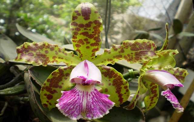 Cattleya Schilleriana - Aprenda Tudo Sobre Essa Orquídea Incrível 5