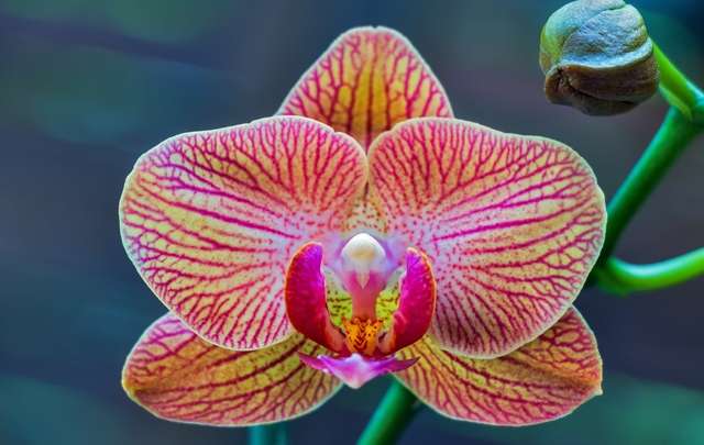 Orquídea-mariposa