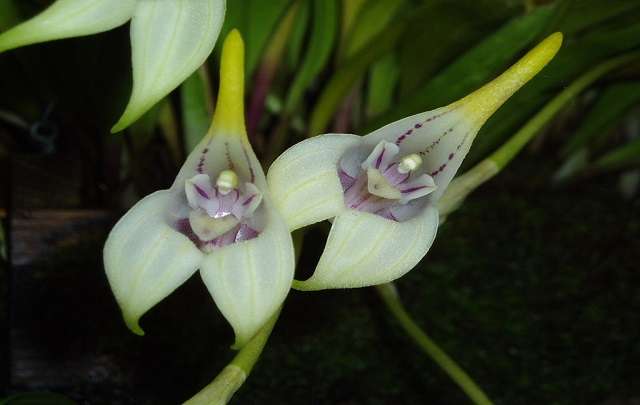 Orquídeas-Masdevallia