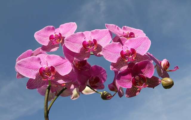Phalaenopsis-orquídea