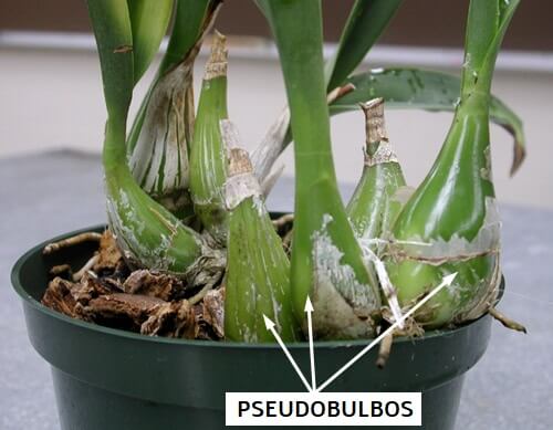 Pseudobulbo-orquideas