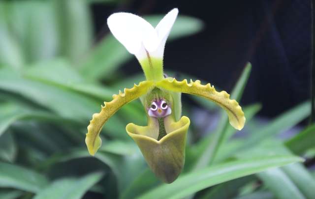 Different types of orchids