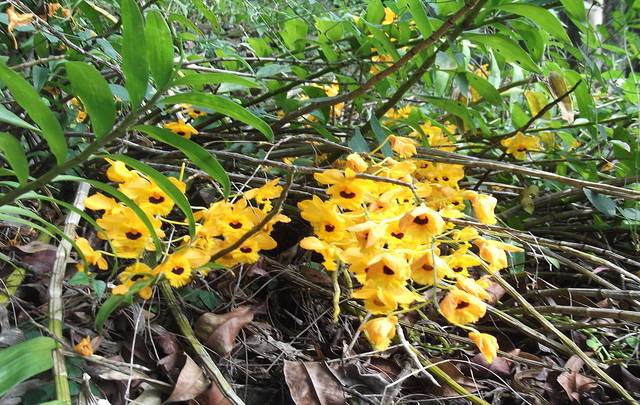 Dendrobium-fimbriatum-na-natureza