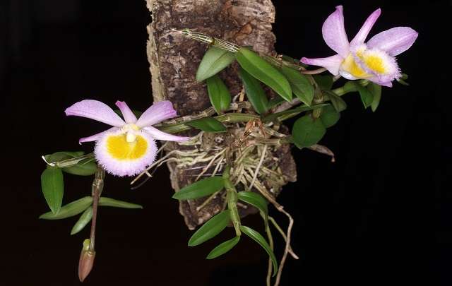 Dendrobium-loddigesii-características