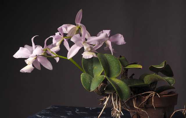 Orquídea-Cattleya-nobilior