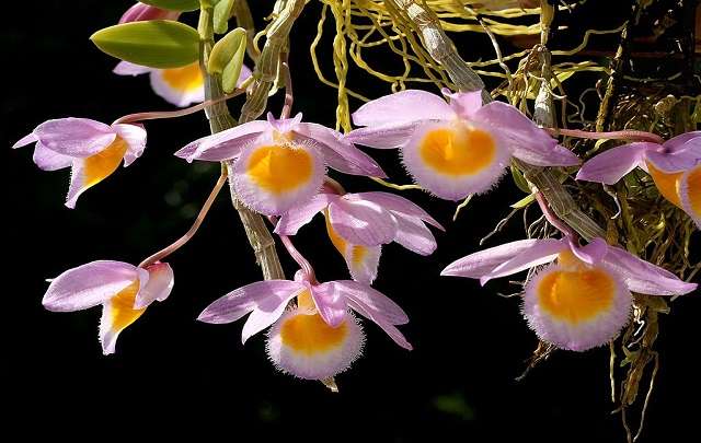 Orquídea-dendrobium-loddigesii