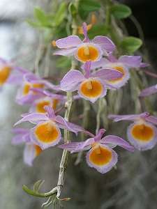 Dendrobium Loddigesii - Como Cuidar em 5 Passos 5