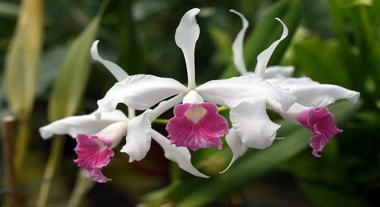 Cattleya Purpurata – 5 Passos Para Cultivar Essa Orquídea Linda