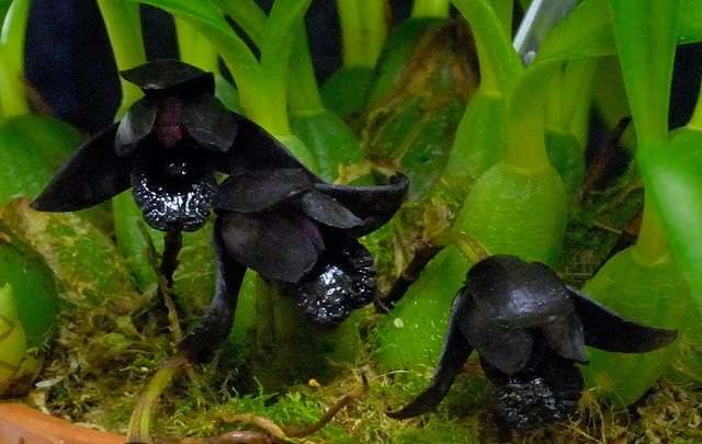Orquídea-com-flores-negras