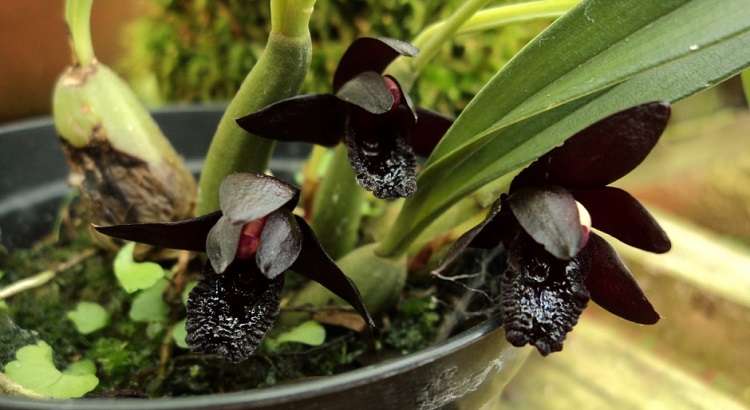 Orquídea Negra – Seus Tipos, Curiosidades e Fotos