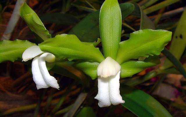 Cattleya-bicolor-alba