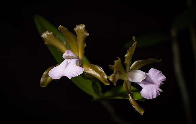 Cattleyas-bicolor