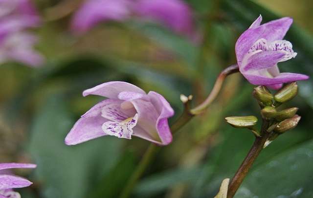 Dendrobium-Kingianum-3