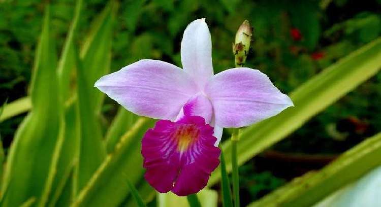 Orquídea Bambu (Arundina) - Como Cuidar em 9 Passos