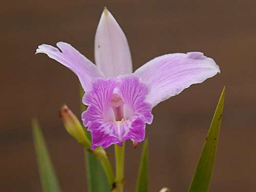 Orquídea-arundina