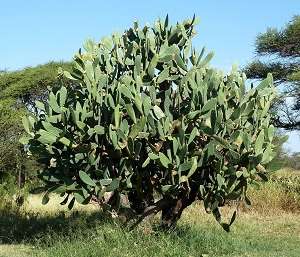 Cacto-Língua-do-Diabo-Opuntia-Ficus-Indica