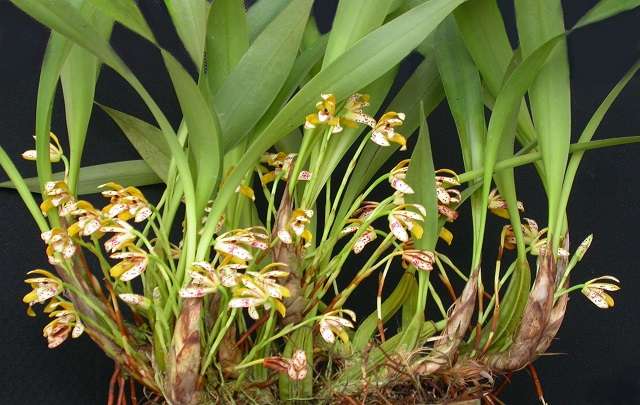 orquídea-Brasiliorchis-picta