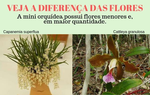 Mini Orquídeas - O Que São, Suas Espécies e Como Cultivá-las 1
