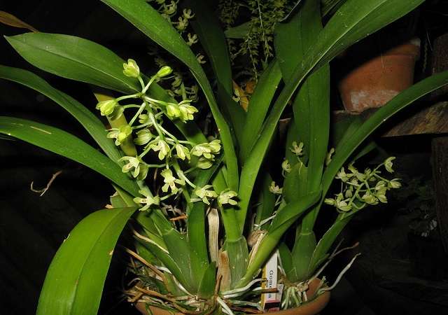Mini Orquídeas - O Que São, Suas Espécies e Como Cultivá-las 10