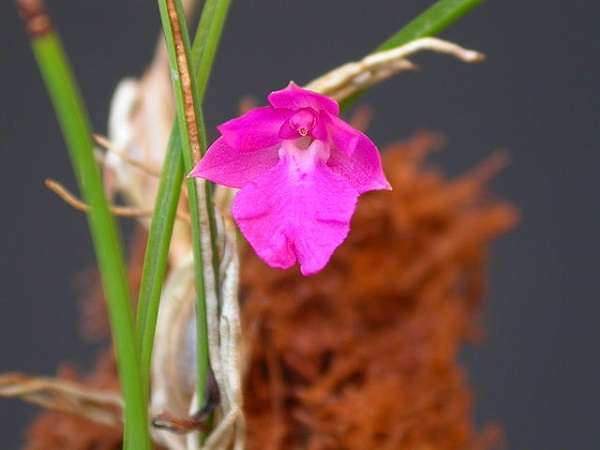 Mini Orquídeas - O Que São, Suas Espécies e Como Cultivá-las 11