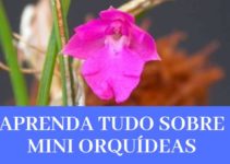 Mini Orquídeas – O Que São, Suas Espécies e Como Cultivá-las