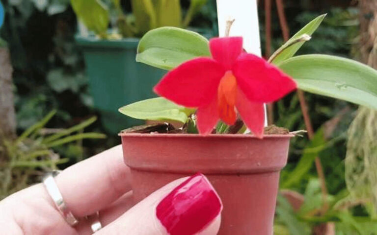 Mini Orquídeas – O Que São, Suas Espécies e Como Cuidar