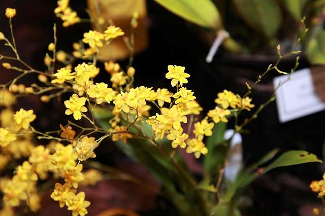Mini Orquídeas - O Que São, Suas Espécies e Como Cultivá-las 2