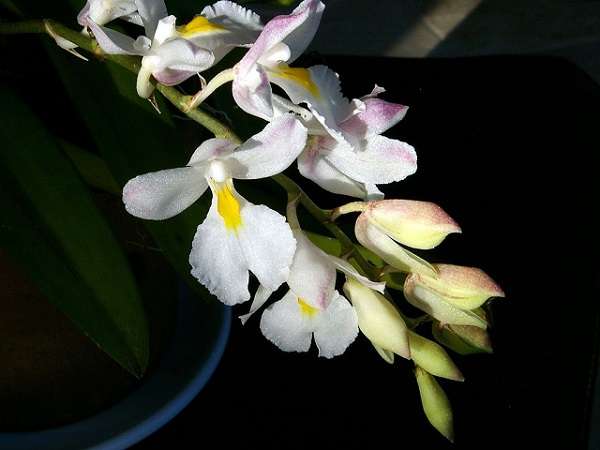 Mini Orquídeas - O Que São, Suas Espécies e Como Cultivá-las 3
