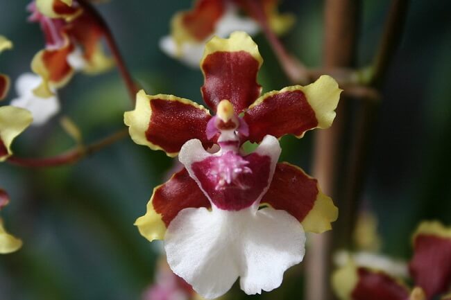 Flores-orquídea-chocolate