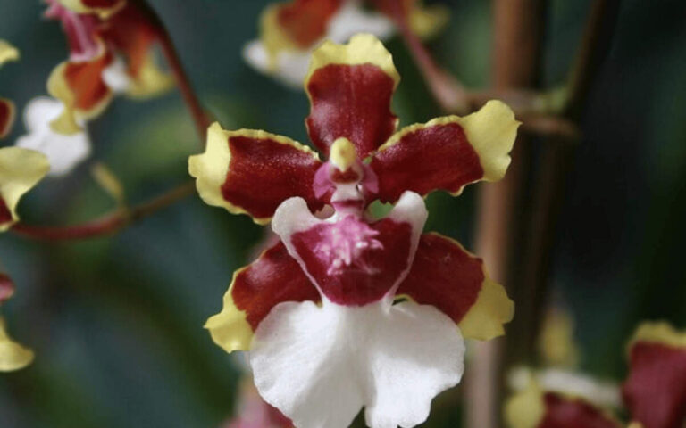 Orquídea Chocolate – História, Curiosidades e Cultivo