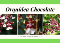 Orquídea Chocolate – História, Curiosidades e Cultivo