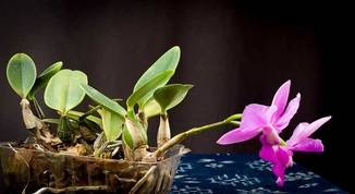 Cultivo de Orquídeas - Os Melhores Artigos Sobre o Assunto 64