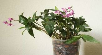 Dendrobium-Kingianum