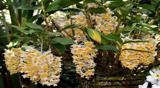 Dendrobium-Thyrsiflorum