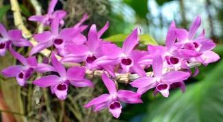 Cultivo de Orquídeas - Os Melhores Artigos Sobre o Assunto 51
