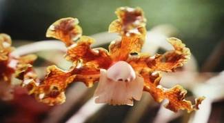 Cultivo de Orquídeas - Os Melhores Artigos Sobre o Assunto 31
