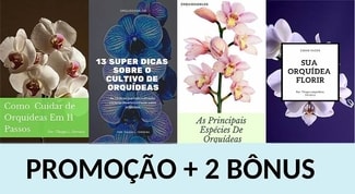 Cultivo de Orquídeas - Os Melhores Artigos Sobre o Assunto 14