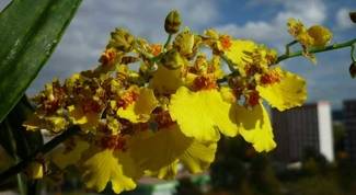 Cultivo de Orquídeas - Os Melhores Artigos Sobre o Assunto 23