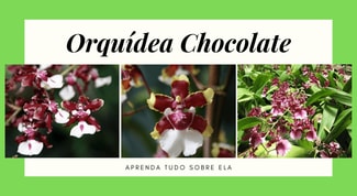 Orquídea-chocolate