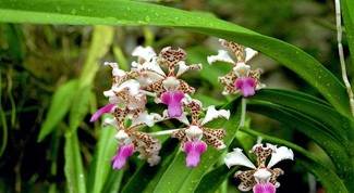 Cultivo de Orquídeas - Os Melhores Artigos Sobre o Assunto 70
