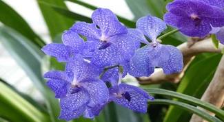 Cultivo de Orquídeas - Os Melhores Artigos Sobre o Assunto 15