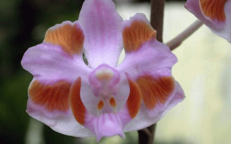 Orquídeas Doritis – Sua História, Curiosidades e Cultivo