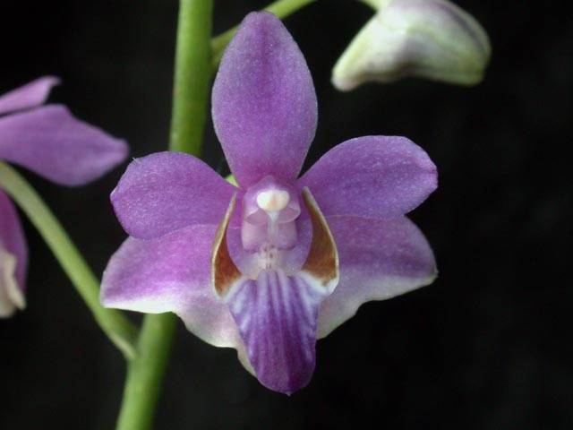 Orquídeas Doritis - Sua História, Curiosidades e Cultivo 3