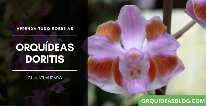 Orquídeas Doritis – Sua História, Curiosidades e Cultivo