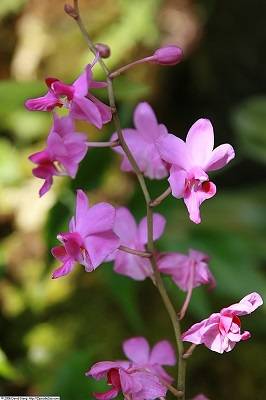 Orquídeas Doritis - Sua História, Curiosidades e Cultivo 1