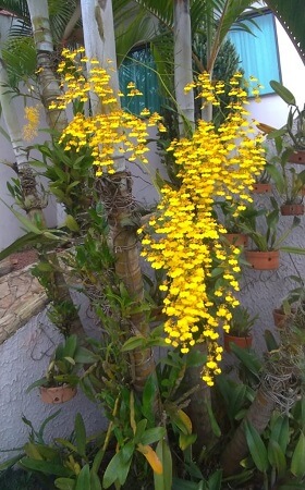 Orquídea do Acácio 2 - Manual de Orquídeas