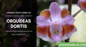 Orquídea-doritis