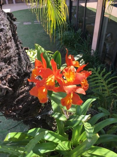 Imagem de uma orquídea laranja florida e com o sol batendo nela.