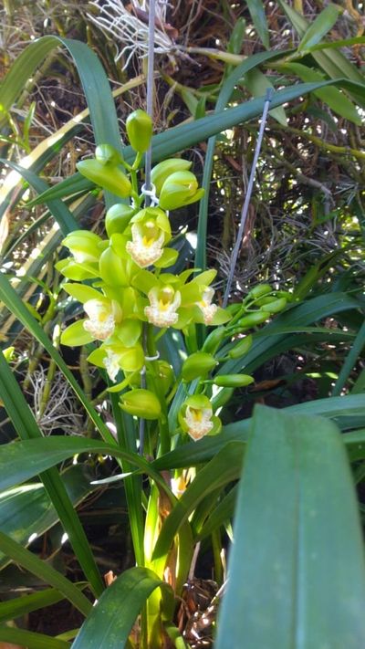 Orquídea com flores verdes