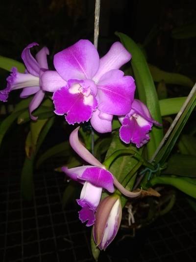 Foto de orquídea com fundo preto